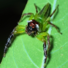 Mopsus mormon at Pallarenda, QLD - 21 Apr 2017 04:53 PM