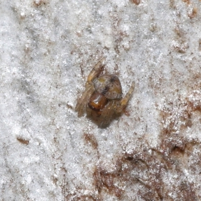 Araneinae (subfamily) (Orb weaver) at Downer, ACT - 30 Jul 2021 by TimL