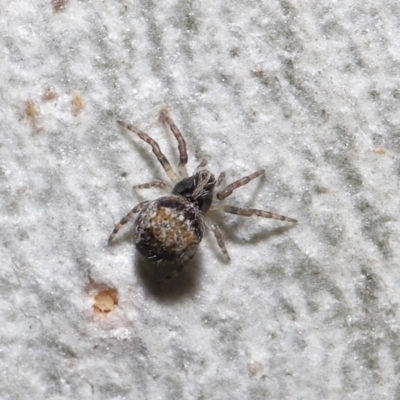 Unidentified Spider (Araneae) at Acton, ACT - 30 Jul 2021 by TimL