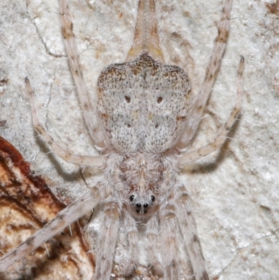 Tamopsis sp. (genus) (Two-tailed spider) at Acton, ACT - 30 Jul 2021 by TimL