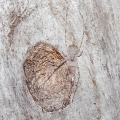 Tamopsis sp. (genus) at Acton, ACT - 30 Jul 2021 12:54 PM