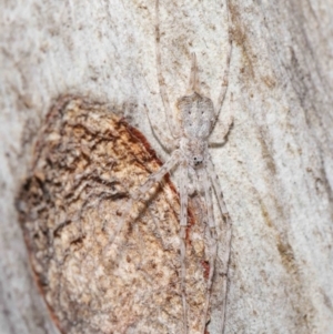 Tamopsis sp. (genus) at Acton, ACT - 30 Jul 2021 12:54 PM