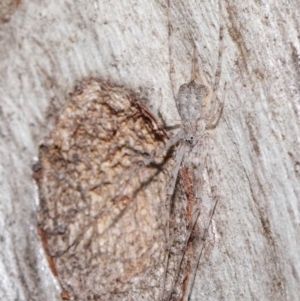 Tamopsis sp. (genus) at Acton, ACT - 30 Jul 2021 12:54 PM