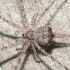 Tamopsis sp. (genus) (Two-tailed spider) at ANBG - 30 Jul 2021 by TimL