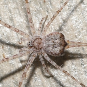 Tamopsis sp. (genus) at Acton, ACT - 30 Jul 2021