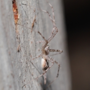 Tamopsis sp. (genus) at Acton, ACT - 30 Jul 2021