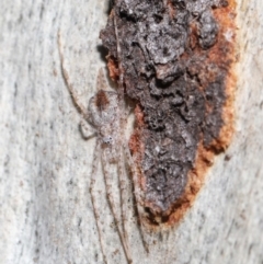 Tamopsis sp. (genus) at Acton, ACT - 30 Jul 2021