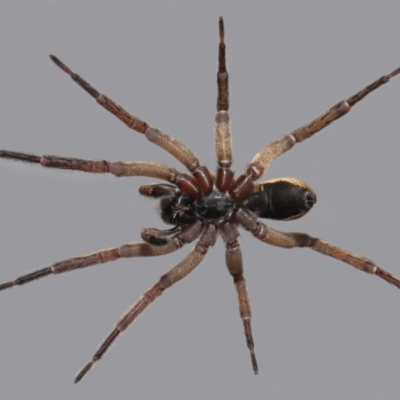 Unidentified Spider (Araneae) at Evatt, ACT - 25 Aug 2021 by TimL