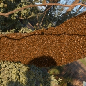 Apis mellifera at Leeton, NSW - 1 Oct 2020