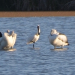 Platalea regia (Royal Spoonbill) at Leeton, NSW - 1 Oct 2020 by natureguy