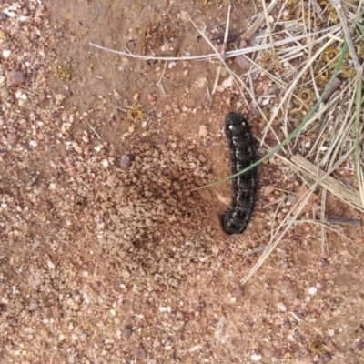 Apina callisto (Pasture Day Moth) at Callum Brae - 26 Aug 2021 by HelenJ