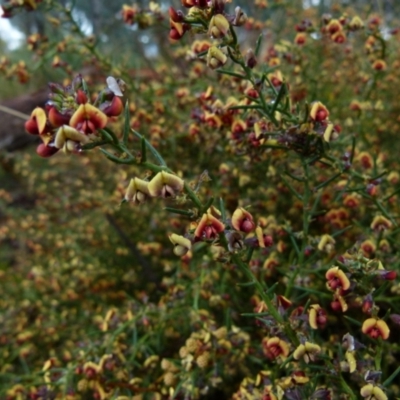 Daviesia genistifolia (Broom Bitter Pea) at Bicentennial Park - 27 Aug 2021 by Paul4K