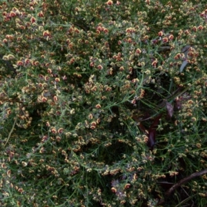 Daviesia genistifolia at Queanbeyan West, NSW - 28 Aug 2021 09:10 AM