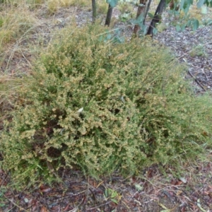 Daviesia genistifolia at Queanbeyan West, NSW - 28 Aug 2021 09:10 AM