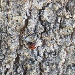 Coccinella transversalis at Evans Head, NSW - 28 Aug 2021 09:49 AM
