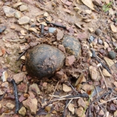 Pisolithus marmoratus (Horse Dung Fungus) at Queanbeyan West, NSW - 28 Aug 2021 by Paul4K