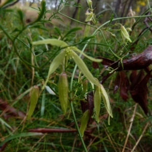 Clematis leptophylla at Queanbeyan West, NSW - 28 Aug 2021 09:19 AM