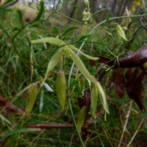 Clematis leptophylla at Queanbeyan West, NSW - 28 Aug 2021