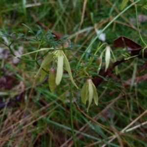 Clematis leptophylla at Queanbeyan West, NSW - 28 Aug 2021 09:19 AM