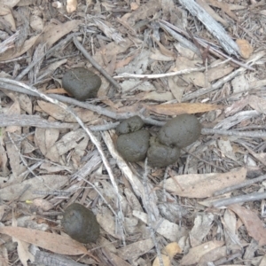 Macropus giganteus at Bungendore, NSW - 10 Jul 2021