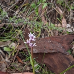 Wurmbea dioica subsp. dioica (Early Nancy) at Majura, ACT - 28 Aug 2021 by WalterEgo