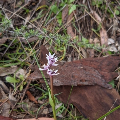 Wurmbea dioica subsp. dioica (Early Nancy) at Mount Ainslie - 27 Aug 2021 by WalterEgo