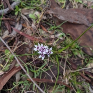 Wurmbea dioica subsp. dioica at Majura, ACT - 28 Aug 2021 09:53 AM