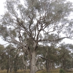 Eucalyptus bridgesiana (Apple Box) at Six Mile TSR - 10 Jul 2021 by michaelb