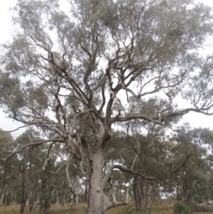 Eucalyptus bridgesiana at Bungendore, NSW - 10 Jul 2021