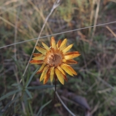 Xerochrysum viscosum (Sticky Everlasting) at Bungendore, NSW - 10 Jul 2021 by MichaelBedingfield