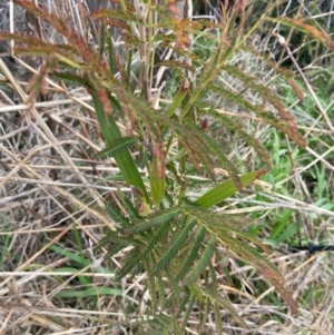 Acacia melanoxylon at Watson, ACT - 27 Aug 2021