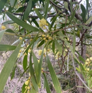 Acacia melanoxylon at Watson, ACT - 27 Aug 2021 11:03 AM