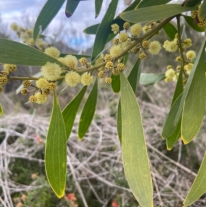 Acacia melanoxylon at Watson, ACT - 27 Aug 2021 11:03 AM