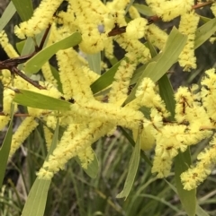 Acacia longifolia subsp. longifolia (sallow or Sydney golden wattle) at Holt, ACT - 27 Aug 2021 by MattFox