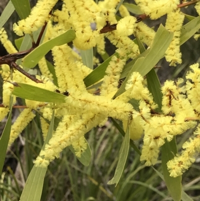 Acacia longifolia subsp. longifolia (sallow or Sydney golden wattle) at Holt, ACT - 27 Aug 2021 by MattFox