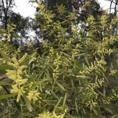 Acacia longifolia subsp. longifolia at Holt, ACT - 27 Aug 2021 03:02 PM