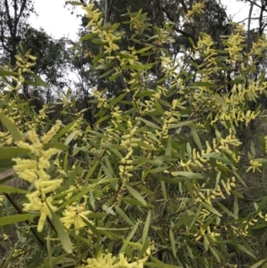 Acacia longifolia subsp. longifolia at Holt, ACT - 27 Aug 2021