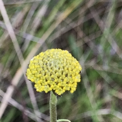 Craspedia variabilis (Common Billy Buttons) at Aranda, ACT - 27 Aug 2021 by MattFox