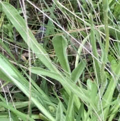 Craspedia variabilis at Aranda, ACT - 27 Aug 2021