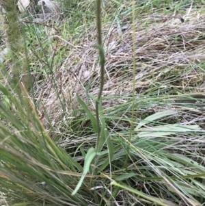 Craspedia variabilis at Aranda, ACT - suppressed