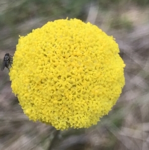 Craspedia variabilis at Aranda, ACT - suppressed