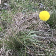 Craspedia variabilis at Aranda, ACT - suppressed