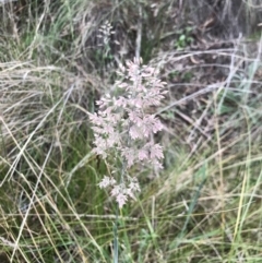 Holcus lanatus (Yorkshire Fog) at Aranda Bushland - 27 Aug 2021 by MattFox