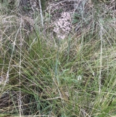 Holcus lanatus at Aranda, ACT - 27 Aug 2021