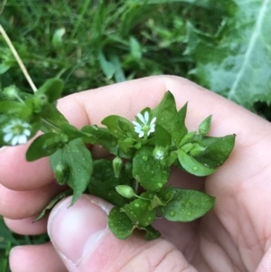 Stellaria media at Aranda, ACT - 27 Aug 2021