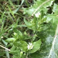 Stellaria media at Aranda, ACT - 27 Aug 2021