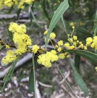 Acacia rubida (Red-stemmed Wattle, Red-leaved Wattle) at Aranda Bushland - 27 Aug 2021 by MattFox