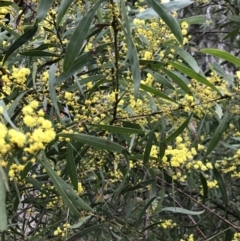 Acacia rubida at Holt, ACT - 27 Aug 2021