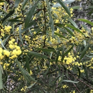 Acacia rubida at Holt, ACT - 27 Aug 2021 02:22 PM