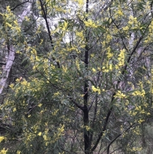 Acacia rubida at Holt, ACT - 27 Aug 2021 02:22 PM